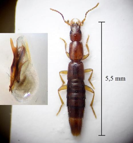 Ochthephilum jacquelinii